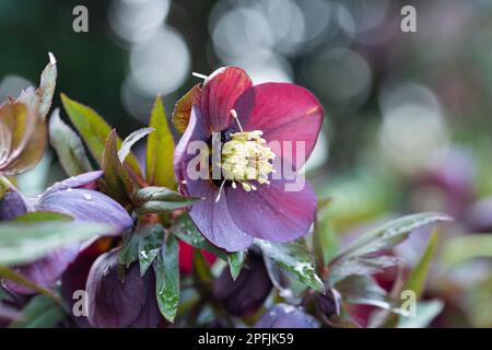 Helleborus x hybridus, variété 'Bleu clair' Banque D'Images