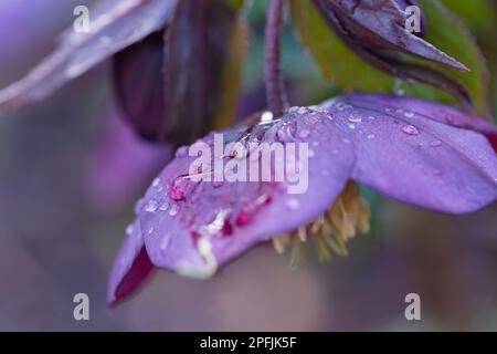 Helleborus x hybridus, variété 'Bleu clair' Banque D'Images