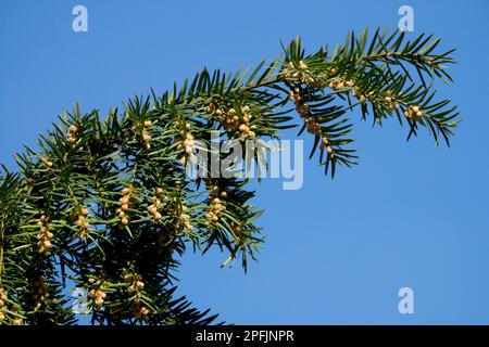 Yew anglais, Bloom, branche, Yew commun, Taxus baccata, Printemps, fleurs Banque D'Images