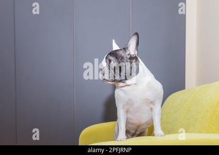 Chien de taureau français couché fatigué après la marche. Chien de taureau noir et blanc espiègle chiot la première semaine à sa nouvelle maison.curieux chien de taureau français Banque D'Images