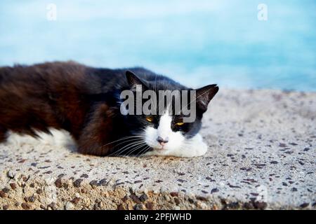 Chat féral noir et blanc s'endormant sur un mur Banque D'Images