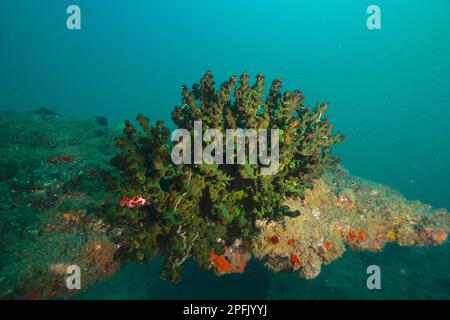 Corail d'arbre vert (Tubastrea micranthus), site de plongée Aliwal Shoal, Umkomaas, KwaZulu Natal, Afrique du Sud Banque D'Images