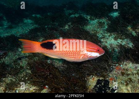 Rasse de cochon de Saddleback (Bodianus bilunulatus), site de plongée Aliwal Shoal, Umkomaas, KwaZulu Natal, Afrique du Sud Banque D'Images