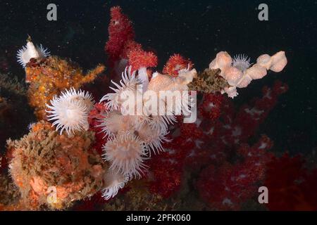 Anemone tigre, wrapper gorgonien (Nemanthus annamensis), site de plongée de Aliwal Shoal, Umkomaas, KwaZulu Natal, Afrique du Sud Banque D'Images