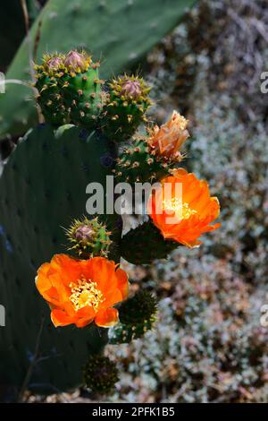 Nopale (Opuntia), poire pirickly, Ténérife, Îles Canaries, Espagne Banque D'Images