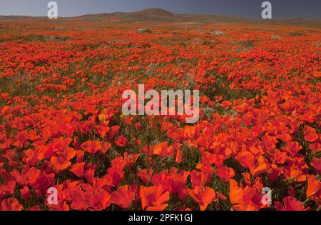 California Poppy (Eschscholzia californica) Floraison Mass, Antelope Valley California Poppy Reserve, Southern California (U.) S. A. Banque D'Images