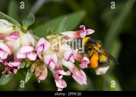 Bomblebee à queue blanche commune (Bombus lucorum) adulte travailleur, déjà chargé de pollen, nectar dérobant rein-vetch (Anthyllis vulneraria) Banque D'Images