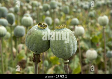 Pavot à opium (Papaver somniferum), gousses de graines cultivées sur le terrain, cultivées commercialement pour la médecine, Sheriffhales, Shropshire, Angleterre, Royaume-Uni Banque D'Images