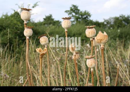 Pavot à opium (Papaver somniferum), pavot bleu, plants de pavot à opium, dans le jardin, Suffolk, Angleterre, Royaume-Uni Banque D'Images