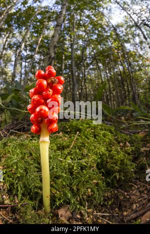 Lords et arum commun (Arum maculatum) mûres sur des épi poussant dans des habitats forestiers, Kent, Angleterre, Royaume-Uni Banque D'Images