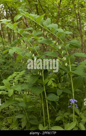 Fleurs du phoque commun de Salomon (Polygonatum multiflorum), croissant dans les bois, Garston Wood RSPB nature Reserve, Dorset, Angleterre, Royaume-Uni Banque D'Images