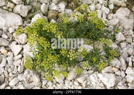 Floraison de saphir de roche (Crithmum maritimum), croissant au pied de la falaise sur des fragments de craie brisés, White Nothe, Dorset, Angleterre, Royaume-Uni Banque D'Images