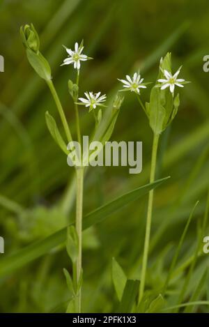 Uliginosa, Bog Stitchwort (Stellaria) Floraison, Market Weston Fen, Market Weston, Little Ouse Valley, Suffolk, Angleterre, Royaume-Uni Banque D'Images