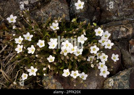 Floraison de l'armoise de printemps (Minuartia verna), en croissance dans les prairies côtières, le Lizard, Cornwall, Angleterre, Royaume-Uni Banque D'Images