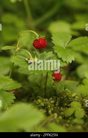 Fruits et feuilles de fraise sauvage (Fragaria vesca), Midlands, Angleterre, Royaume-Uni Banque D'Images