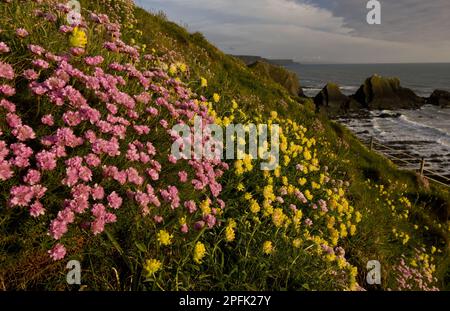 Floraison de thrift (Armeria maritima) et de rénal-vetch (Anthyllis vulneraria), croissant sur un habitat de falaise, Hartland Quay, North Devon, Angleterre, United Banque D'Images