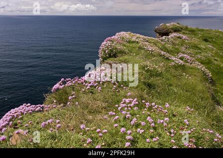 Thrift (Armeria maritima) masse de floraison, croissant sur le sommet de la falaise, falaises de Moher, le Burren, Comté de Clare, Irlande Banque D'Images