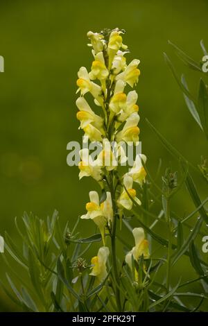 Fleurs de toadlin commun (Linaria vulgaris), Alpes suisses, Suisse Banque D'Images