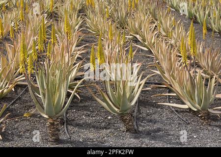 Plante médicinale à l'aloe (Aloe vera), en culture sur le cendre, près d'Orzola, Lanzarote, îles Canaries Banque D'Images