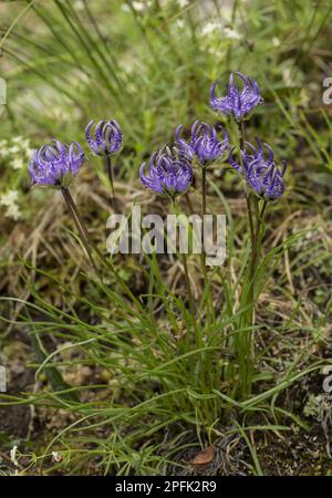 Griffe de diable hémisphérique (Phyteuma hemisphaericum), griffe de diable à feuilles herbeuses, raiponce hémisphérique, famille des Bellflower, rampion à tête plate Banque D'Images