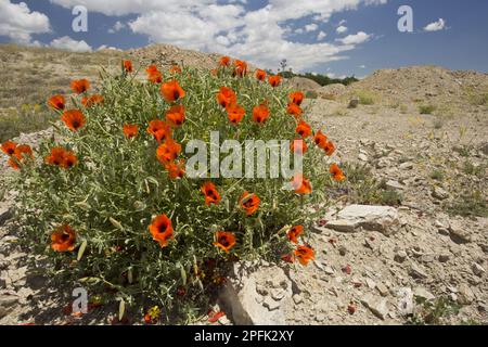 Fleurs de pavot à cornes (Glaucium grandiflorum), montagnes Pontiques, Anatolie, Turquie Banque D'Images