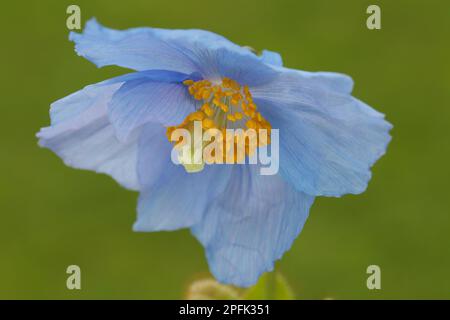 Coquelicot bleu, coquelicot himalayen, coquelicot tibétain, coquelicot bleu himalayen (Meconopsis betonicifolia) gros plan de fleur, dans le jardin, Powys, pays de Galles, Unis Banque D'Images