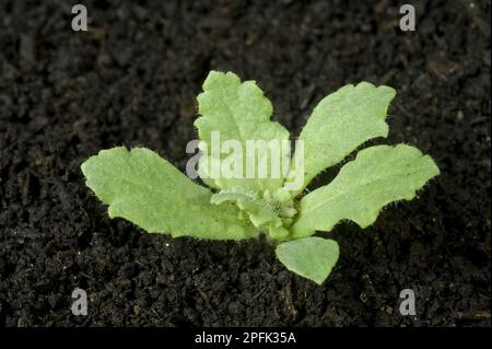 Plantule de pavot à opium (Papaver somniferum), une culture et plante ornementale naturalisée Banque D'Images