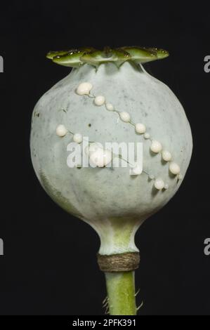 Sève ou latex exsurant des coupures dans le pépins d'un pavot à opium (Papaver somniferum), un jardin ornemental annuel et une source de stupéfiants opiacés Banque D'Images