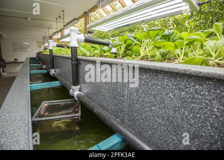 Pak choi en croissance dans une unité d'aquaponie, l'eau des réservoirs de tilapia est pompée dans un creux d'argile expansée, avec des éléments nutritifs utilisés pour faire pousser la salade Banque D'Images