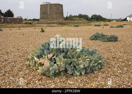 Sea Kale dans Shingle Street, Suffolk, avec Martello Tower AA derrière Banque D'Images