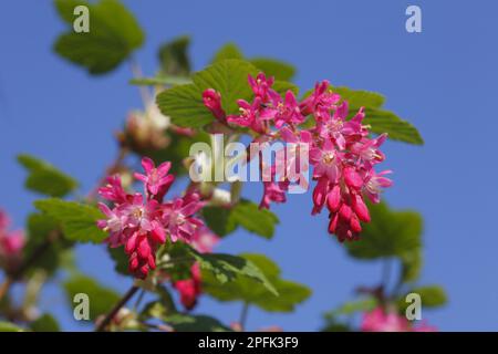 Groseilles à fleurs, famille des groseilles à Gooseberry, Currant à fleurs rouges (Ribes sanguineum) gros plan de in Garden, Powys, pays de Galles, Royaume-Uni Banque D'Images