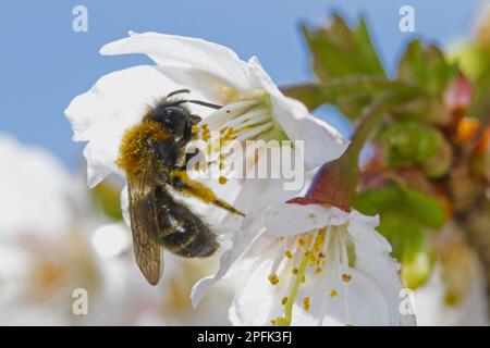 Exploitation minière de Gwynne l'abeille minière de gwynne (Andrena bicolor), femelle adulte, se nourrissant de la fleur de la cerise à fleurs japonaises (Prunus sp.) dans le jardin Banque D'Images