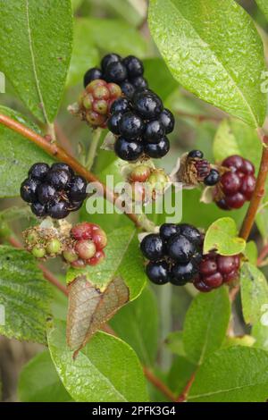 Gros plan de fruits de la baie de Dewberry européenne (Rubus caesius), West Yorkshire, Angleterre, Royaume-Uni Banque D'Images