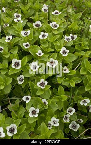 Fleur de Cornel nain (Cornus suecica), Terre-Neuve, Canada Banque D'Images