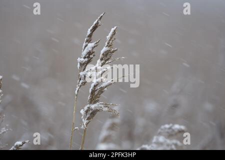 Têtes de graines de roseau commune (Phragmites australis) dans les chutes de neige, Norfolk, Angleterre, Royaume-Uni Banque D'Images