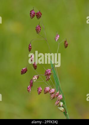 Fleurs de l'herbe d'achicissement commune (Briza media), croissant sur un pré calcaire, Dolomites, Alpes italiennes, Italie Banque D'Images