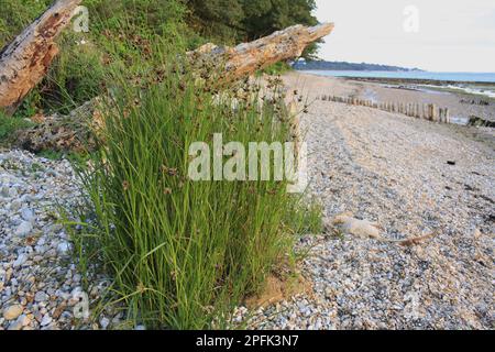 Scirpus maritimus, sea clubrush (Bolboschoenus maritimus), ruée sur la plage, perce, floraison Sea Club-Rush, croissant sur des cailloux au bord de la plage à l'aube Banque D'Images