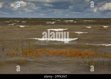 Scirpus maritimus, Golfe de Finlande, Baltique, Estonie, septembre, sea clubrush (Bolboschoenus maritimus), Beach Rush, sedges, Sea club-Rush couvert par Banque D'Images