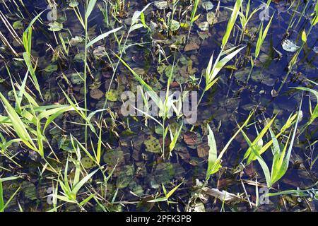 Roseau commun (Phragmites australis) nouvelles pousses, avec des feuilles immergées d'aulne noir commun (Alnus glutinosa), dans la réserve de la lande de la vallée, Hopton Fen Banque D'Images