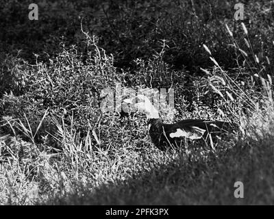 Mama Duck regardant vers l'eau et les mauvaises herbes dans l'étang en noir et blanc Banque D'Images