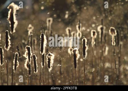 Bulrush, famille des grands Reedmaces (Typha latifolia), têtes de semis rétroéclairées par les grands Reedmaces avec dispersion des graines par le vent, Angleterre, Grande-Bretagne Banque D'Images