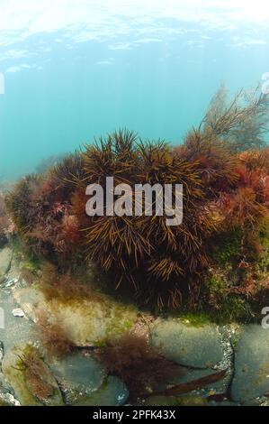 Dikaded discoïde (Polyides rotundus) poussant sur des roches sous l'eau, baie de Kimmeridge, île de Purbeck, Dorset, Angleterre, Royaume-Uni Banque D'Images