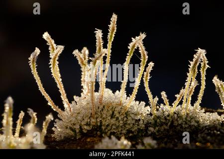 Mur mur mousse à vis (Tortula muralis) capsules de spores recouvertes de gel poussant sur un mur en béton, Powys, pays de Galles, Royaume-Uni Banque D'Images