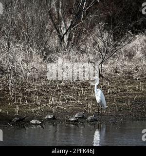 Egret blanc avec tortues sur terre. Ces tortues regardent l'aigrette pour une raison quelconque en Noir et blanc Banque D'Images