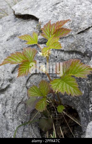 Floraison Stone Bramble (Rubus saxatilis), croissant sur le pavé calcaire, le Burren, Comté de Clare, Irlande, printemps, Europe Banque D'Images