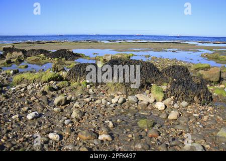 Porte-vessie (Fucus vesiculosus), frondes poussant sur des roches exposées sur un habitat côtier à marée basse, Bembridge, Île de Wight, Angleterre, Royaume-Uni Banque D'Images