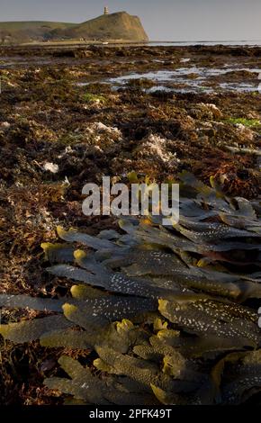 Entrée de Toothspot (Fucus serratus), sur la rive avec des bassins rocheux à marée basse, avec la tour Clavel au sommet de la falaise au loin, baie de Kimmeridge, Dorset Banque D'Images