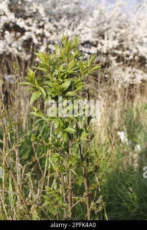 Blackthorn (Prunus spinosa), plantule aspirée de la haie de floraison dans l'allotissement, Bacton, Suffolk, Angleterre, Royaume-Uni Banque D'Images