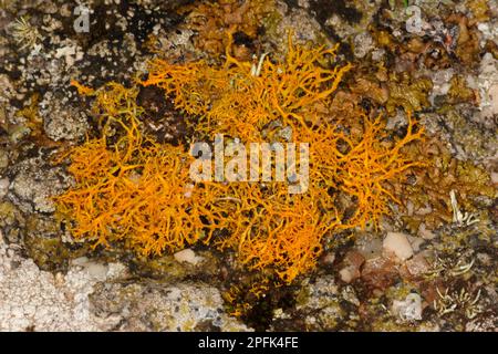 Lichen doré (Teloschistes flavans) sur les rochers côtiers, Sennon Cove, Cornwall, Angleterre, Royaume-Uni, Europe Banque D'Images