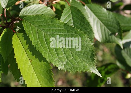 Gros plan de feuilles de cerisier sauvage (Prunus avium), croissant dans les bois, plantation Vicarage, Mendlesham, Suffolk, Angleterre, Royaume-Uni Banque D'Images